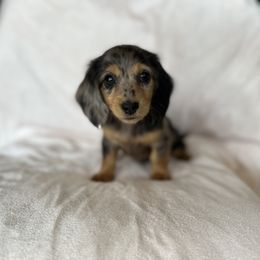 Dachshund Puppies from Breezy Florida Dachshunds