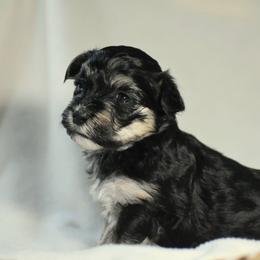 Violet - Black and tan female Havanese puppy in Angier, North Carolina from Hoppy Havanese