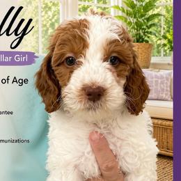 Poppy: Purple Collar - Parti female Goldendoodle puppy in Raceland, Louisiana from Cajun Doodles