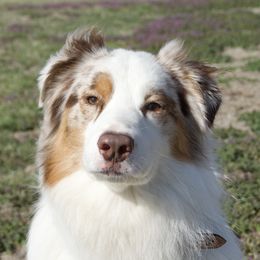 BEAR - Australian Shepherd