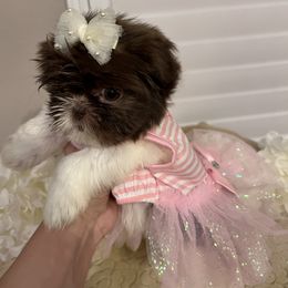 Lucy - Liver and white Shih Tzu puppy in Upland, California from Sassy AKC Shih Tzus
