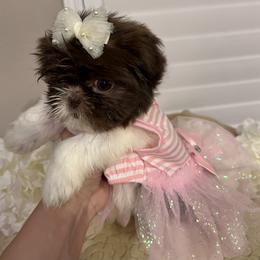 Lucy - Liver and white Shih Tzu puppy in Upland, California from Sassy AKC Shih Tzus