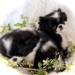 Violet (Luna Blue) - Black and white female Japanese Chin puppy in Davisville, Missouri from Uniquely Yours, Shelly’s Japanese Chins