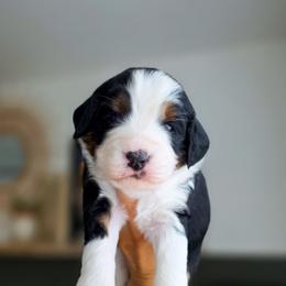 Cherry - Tri-color female Bernedoodle puppy in Moses Lake, Washington from Macy Meadows Doodles