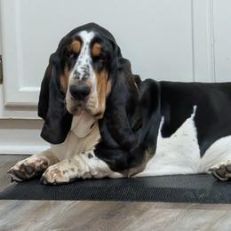 Roscoe - Basset Hound