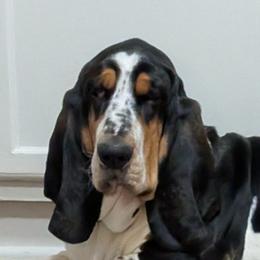 Roscoe - Basset Hound