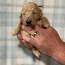 Leif - Cream male Poodle puppy in Detroit Lakes, Minnesota from Pickerel Pups