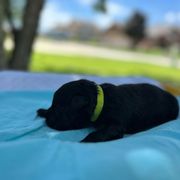 Arlo - Black male Bouvier des Flandres puppy in Buffalo, Missouri from Noble Bouviers