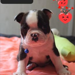 Moser - Brindle and white male Boston Terrier puppy in Brooksville, Florida from Delamorés Pups
