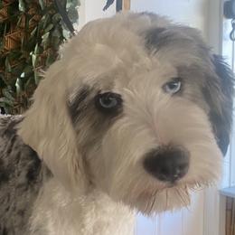 Bailey - Bernedoodle