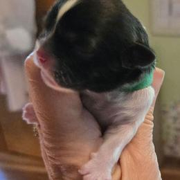 F green brindle - Tricolor female Shih Tzu puppy in Missouri from Farm Animal Mommy Shih tzu's Michalek Dog Breeder