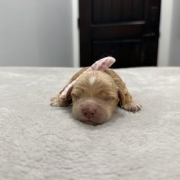 4 - Apricot female Australian Labradoodle puppy in Calhoun, Louisiana from Arrowhead Australian Labradoodles