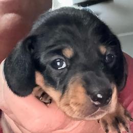 Boy 3 - Black and tan male Dachshund puppy in Pierson, Florida from Michelle’s Mini Dachshunds