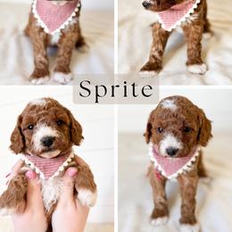 Sprite - Red  female Goldendoodle puppy in Central, Arizona from Cotton Lane Puppies
