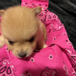 Kimi - Orange sable Pomeranian puppy in Shawnee, Oklahoma from Keyz Pomeranians