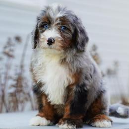 Wheeler - Merle male Bernedoodle puppy in Dundee, Ohio from Down Home Doodle
