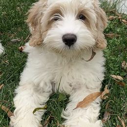Australian Labradoodles from Darling Labradoodles