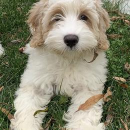 Australian Labradoodles from Darling Labradoodles