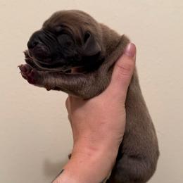 Bambino - Blue male Great Dane puppy in Jerusalem, Arkansas from Mara Danes