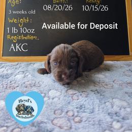 Kronos - Chocolate and tan male Dachshund puppy in Hoquiam, Washington from Heyd's Mini Dachshunds