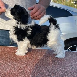Havanese Puppies from La Brisa Havanese