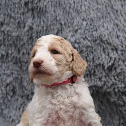 Poodle Puppies from Absolutely Pampered Poodles
