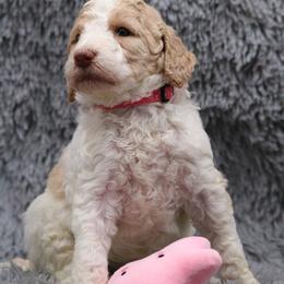 Poodle Puppies from Absolutely Pampered Poodles