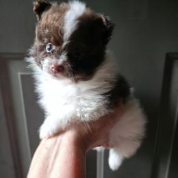 Pixie pup 1 - Chocolate parti male Pomeranian puppy in Carrollton, Georgia from B AND R'S POMERANIAN'S