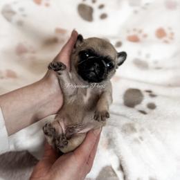 Sunny - Fawn male Pug puppy in Shady Hills, Florida from Premium Pugs