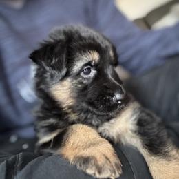 River - Black and red female German Shepherd puppy in Charlottesville, Virginia from AB_Elite_GSD