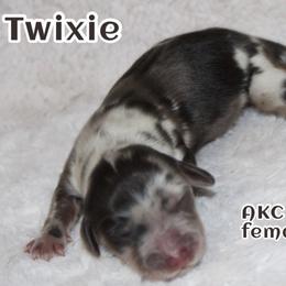 Twixie - Dapple female Dachshund puppy in Powderly, Texas from Kuttin’ Up Mini Aussies