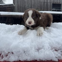 Hunter - Red male Border Collie puppy in Richfield, Ohio from Stone Garden Border Collies