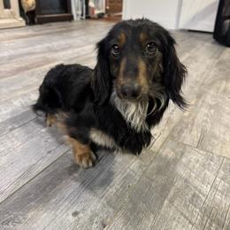 Waylon - Black and tan male Dachshund puppy in Boston, Kentucky from River Bottom Mini Doxies