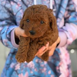 Ross - Red  male Goldendoodle puppy in Cedar City, Utah from Precious Paws Ranch