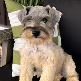 Khaki - Miniature Schnauzer