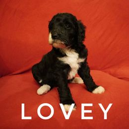 Bernedoodle Puppies from Daisy’s Doodles