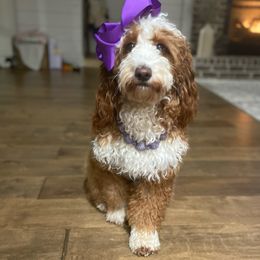 Poppy - Goldendoodle