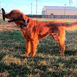 Companion Cross and Golden Retriever Puppies from Happy Tails Mini Goldens