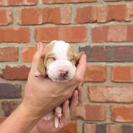 Cash - Red and white male Basset Hound puppy in Bellaire, Ohio from Blessed Bassets