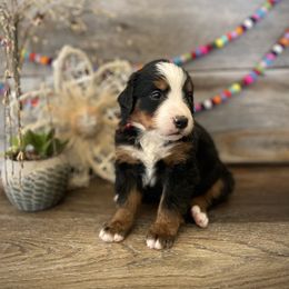 Bernedoodle and Bernese Mountain Dog Puppies from Bernese By Barzees