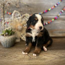 Bernedoodle and Bernese Mountain Dog Puppies from Bernese By Barzees
