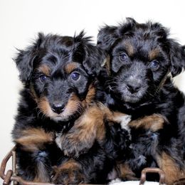 Aussiedoodle Puppies from Aussie Paws