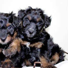 Aussiedoodle Puppies from Aussie Paws
