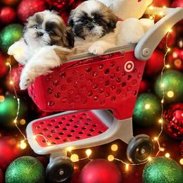 Shichon and Shih Tzu Puppies from Angie’s Teddy Bear Puppies Minnesota