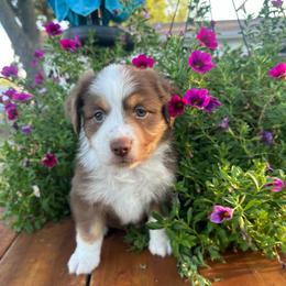 Peter - Red tri-color male Miniature American Shepherd puppy in Iola, Kansas from Elm Creek Minis