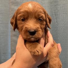 White collar boy - Red  male Goldendoodle puppy in Fairfield, California from Twin Sisters Doodles