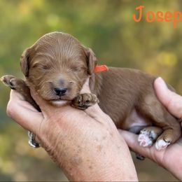 Joseph - Red  male Goldendoodle puppy in Newnan, Georgia from Wagging Tailz Pups