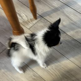 Papillon Puppies from Heavenly-papillons