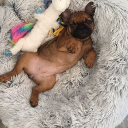 French Bulldog Puppies from Frenchie Authority