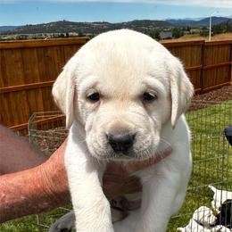 Zeus, Jr - Yellow male Labrador Retriever puppy in Eagle Point, Oregon from Stonegate Labradors